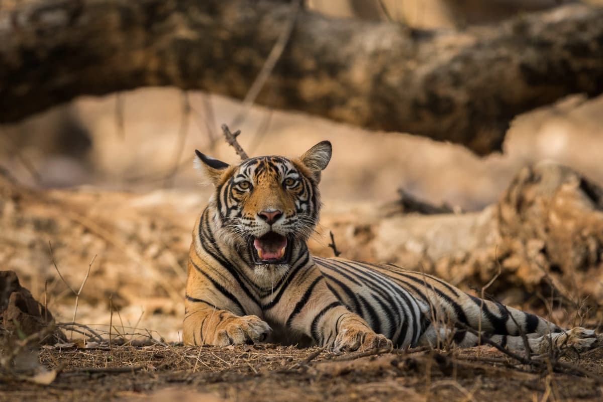 Tiger