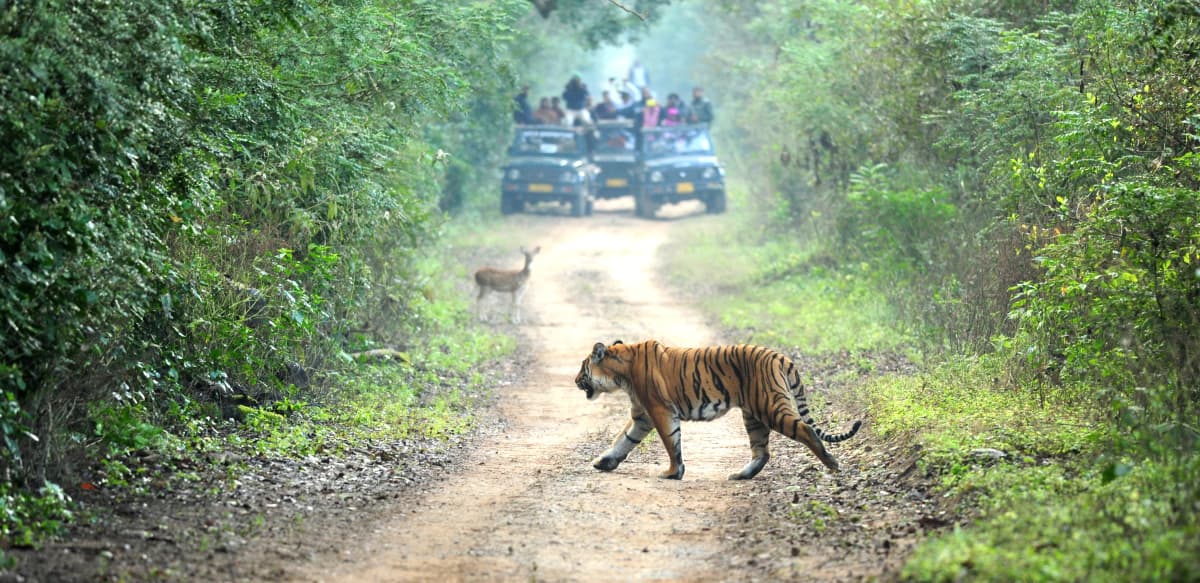 Bengal Tiger