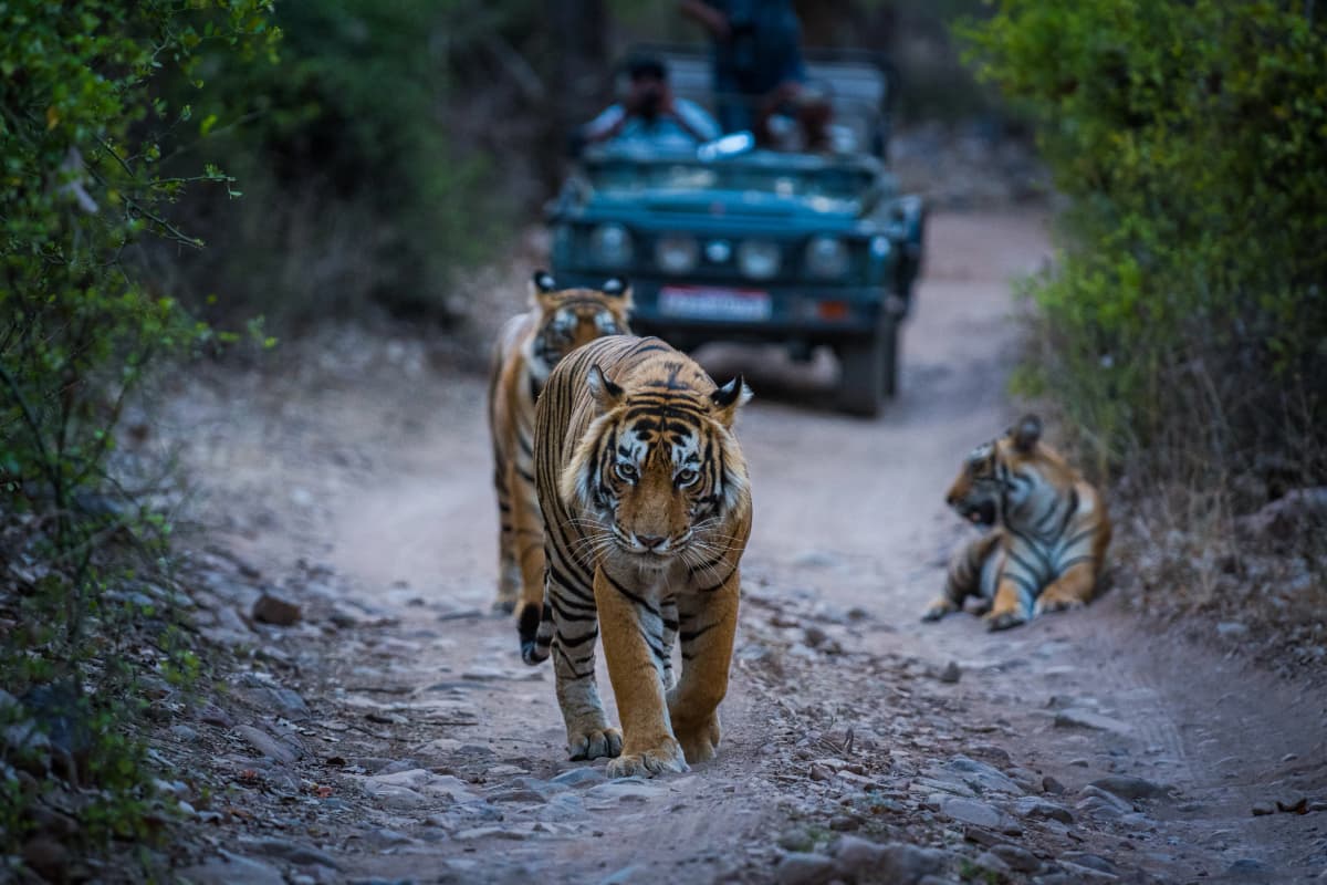Safari Experience