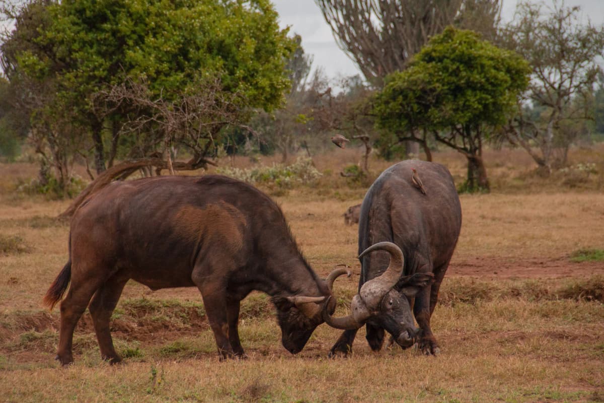Buffalo